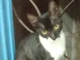 Pretinha e Andrezinh