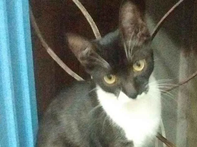 Gato raça Nao sei idade 7 a 11 meses nome Pretinha e Andrezinh
