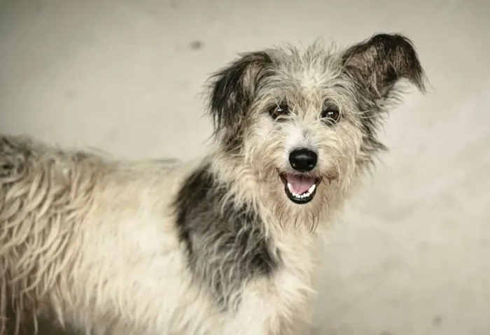 Cachorro ra a  idade 1 ano nome Dorotéia