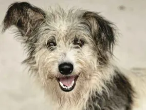 Cachorro raça  idade 1 ano nome Dorotéia