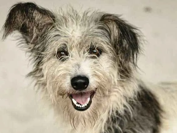 Cachorro ra a  idade 1 ano nome Dorotéia
