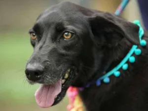 Cachorro raça  idade 2 anos nome Tita