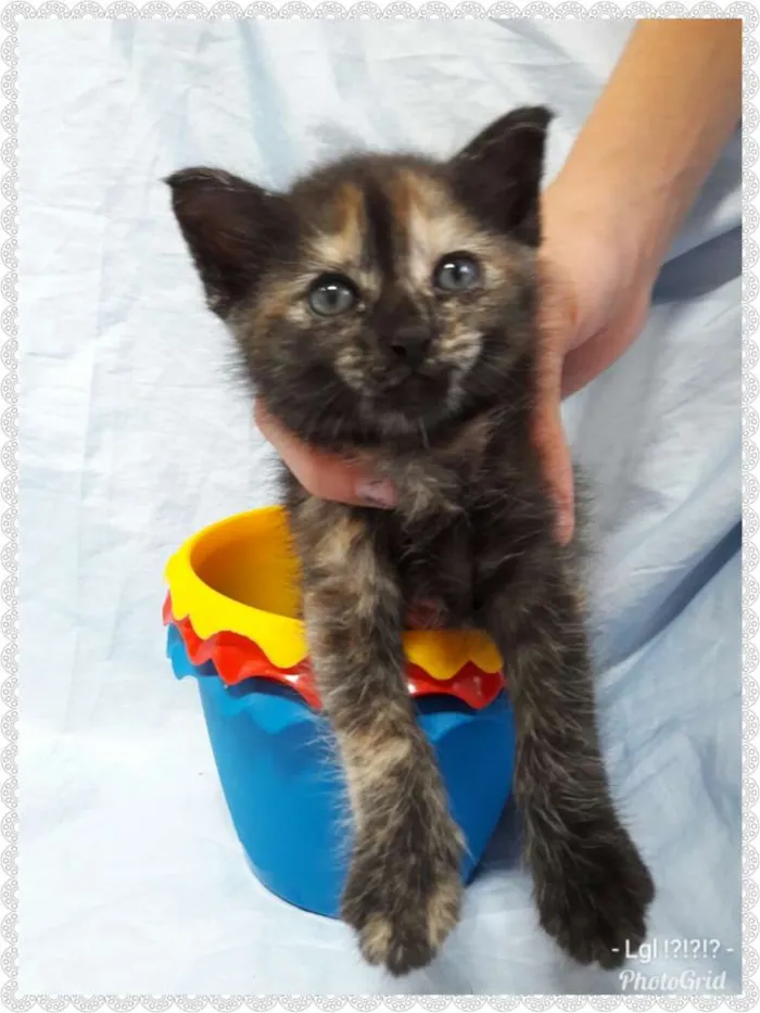 Gato ra a SEM RAÇA DEFINIDA  idade Abaixo de 2 meses nome SEM NOME.