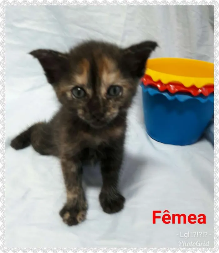 Gato ra a SEM RAÇA DEFINIDA  idade Abaixo de 2 meses nome SEM NOME.