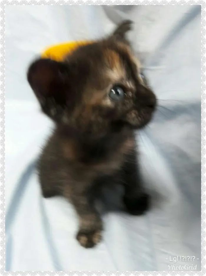 Gato ra a SEM RAÇA DEFINIDA  idade Abaixo de 2 meses nome SEM NOME.
