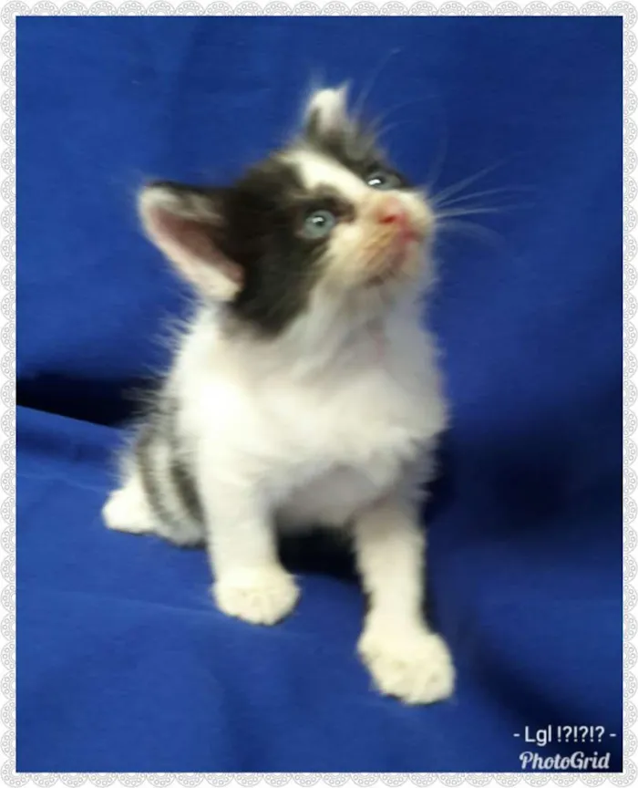 Gato ra a SEM RAÇA DEFINIDA.  idade Abaixo de 2 meses nome SEM NOME.