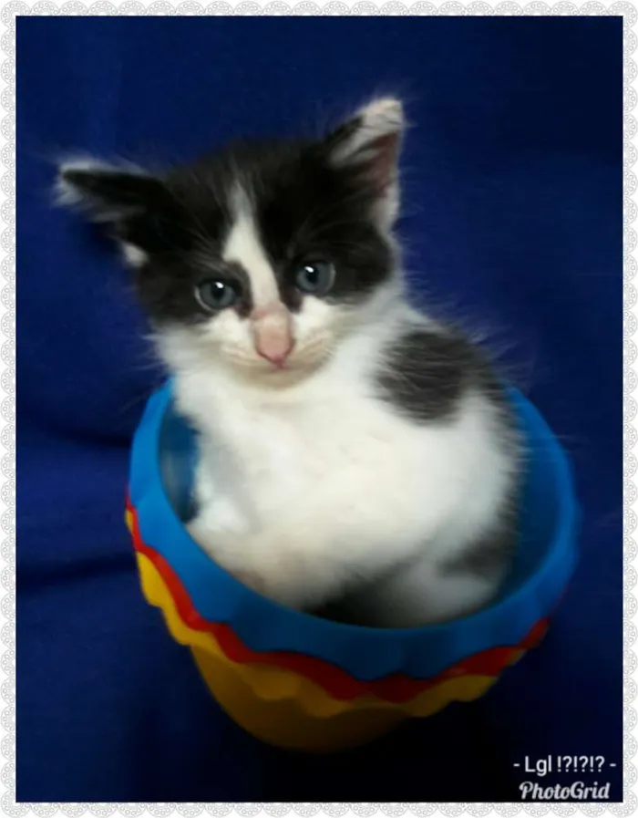 Gato ra a SEM RAÇA DEFINIDA.  idade Abaixo de 2 meses nome SEM NOME.