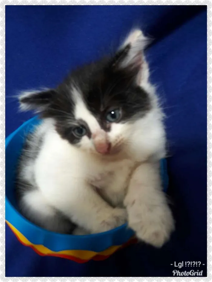 Gato ra a SEM RAÇA DEFINIDA.  idade Abaixo de 2 meses nome SEM NOME.