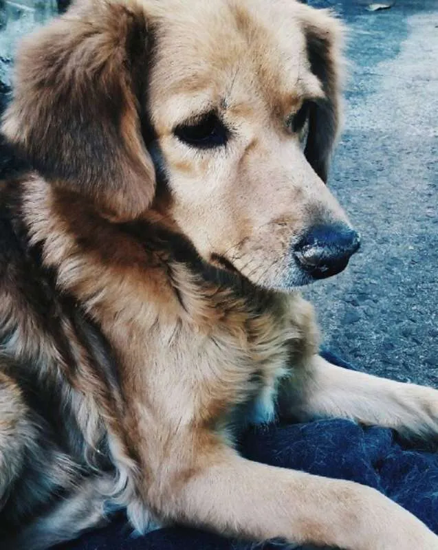 Cachorro ra a vira lata idade 6 ou mais anos nome Nana