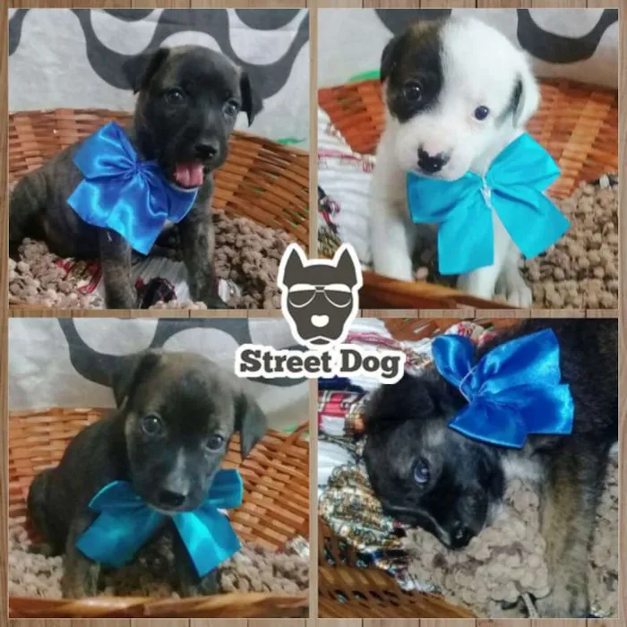 Cachorro raça Vira-latas idade Abaixo de 2 meses nome StreetDogs