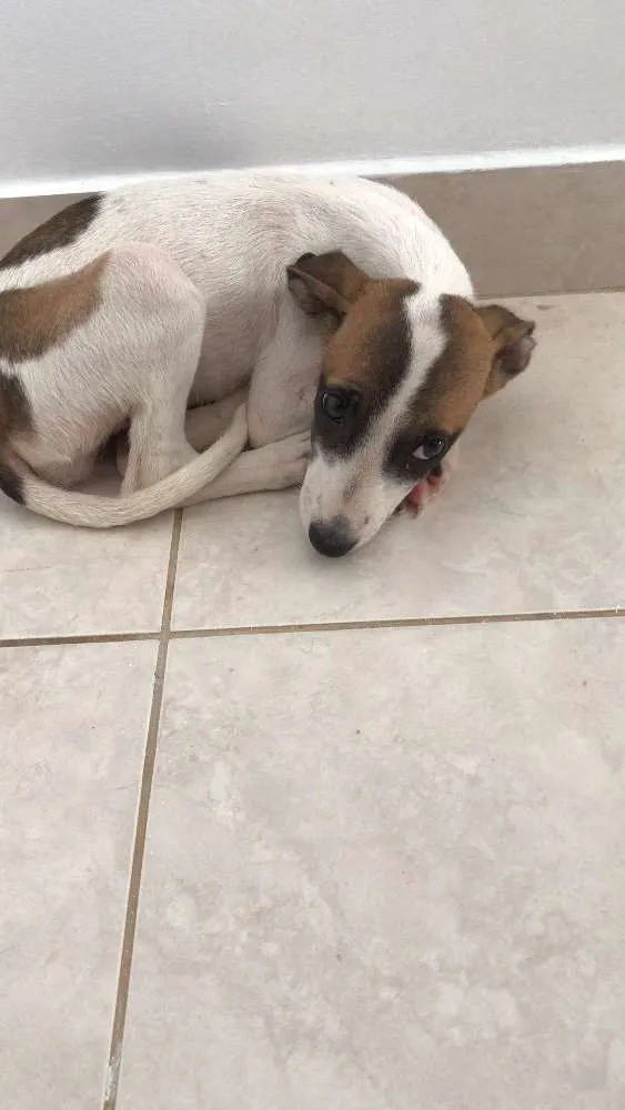 Cachorro ra a Não sei idade 2 a 6 meses nome Não sei