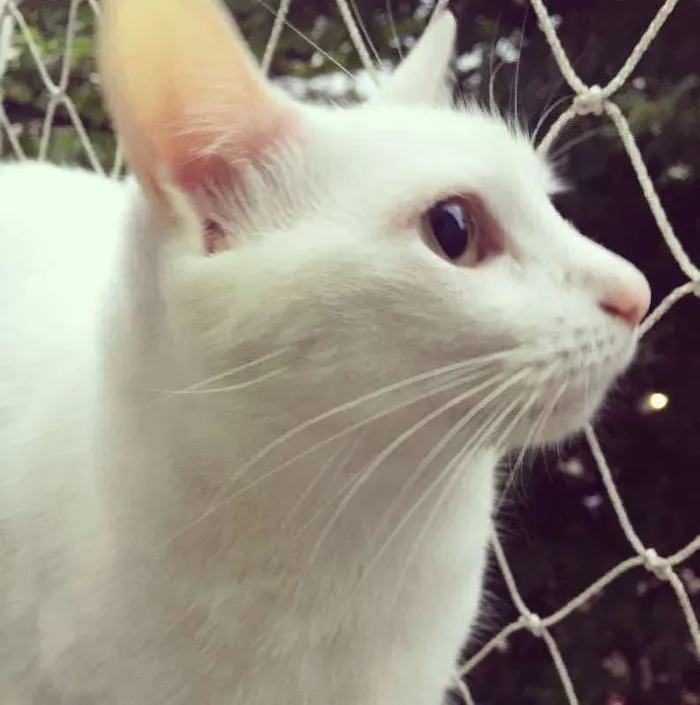 Gato ra a RNE idade 5 anos nome Marie