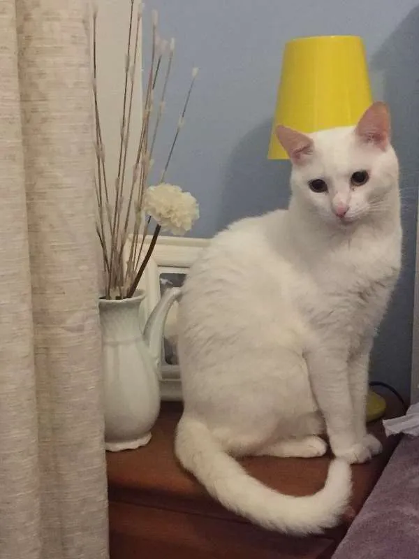 Gato ra a RNE idade 5 anos nome Marie