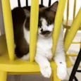 Petit