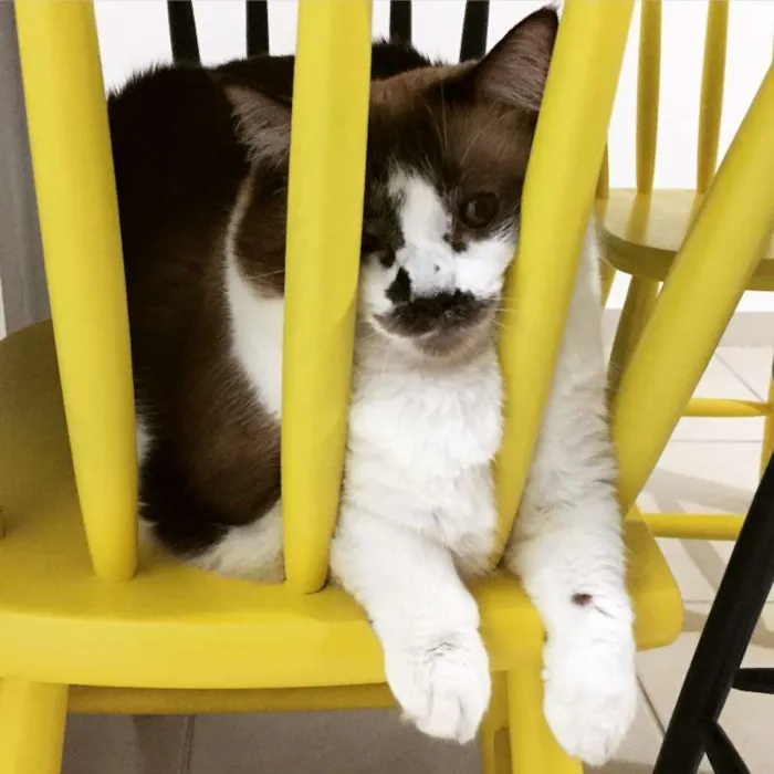 Gato ra a RNE idade 5 anos nome Petit