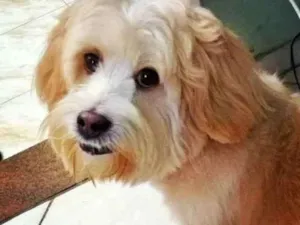Cachorro raça Mestiço olhada apso idade 5 anos nome Jake