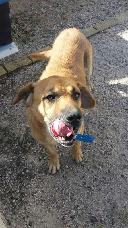 Cachorro ra a SRD idade 5 anos nome PEREBAS