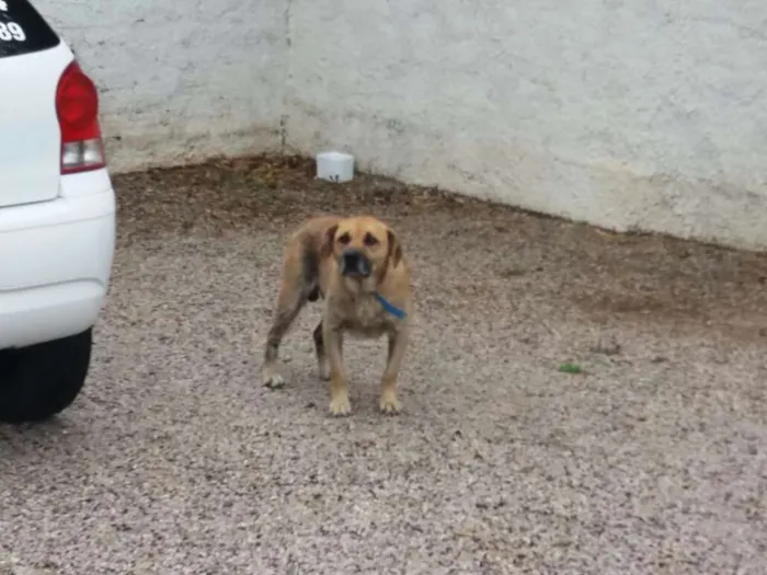 Cachorro ra a SRD idade 5 anos nome PEREBAS