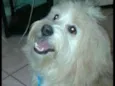 Jake