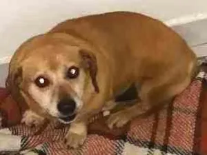 Cachorro raça SRD idade 6 ou mais anos nome PINGO
