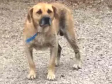 Cachorro ra a SRD idade 5 anos nome PEREBAS