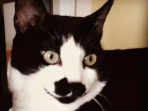 Gato raça RNE idade 6 ou mais anos nome Nina
