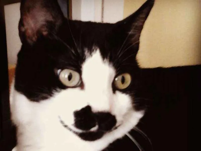 Gato ra a RNE idade 6 ou mais anos nome Nina