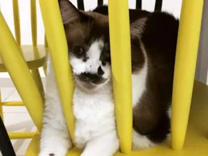 Gato raça RNE idade 5 anos nome Petit