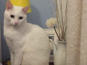 Gato raça RNE idade 5 anos nome Marie