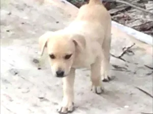 Cachorro raça SRD idade Abaixo de 2 meses nome Manu/sem nomes