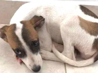 Cachorro raça Não sei idade 2 a 6 meses nome Não sei