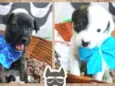 StreetDogs