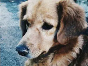 Cachorro raça vira lata idade 6 ou mais anos nome Nana