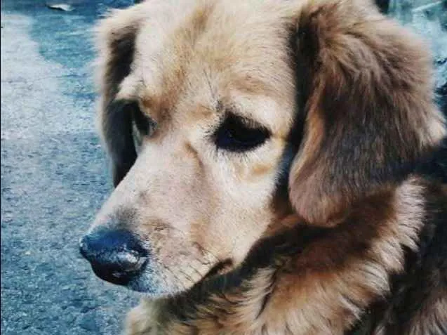 Cachorro ra a vira lata idade 6 ou mais anos nome Nana