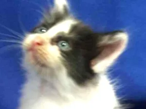 Gato raça SEM RAÇA DEFINIDA.  idade Abaixo de 2 meses nome SEM NOME.