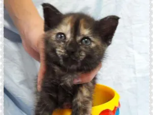Gato raça SEM RAÇA DEFINIDA  idade Abaixo de 2 meses nome SEM NOME.