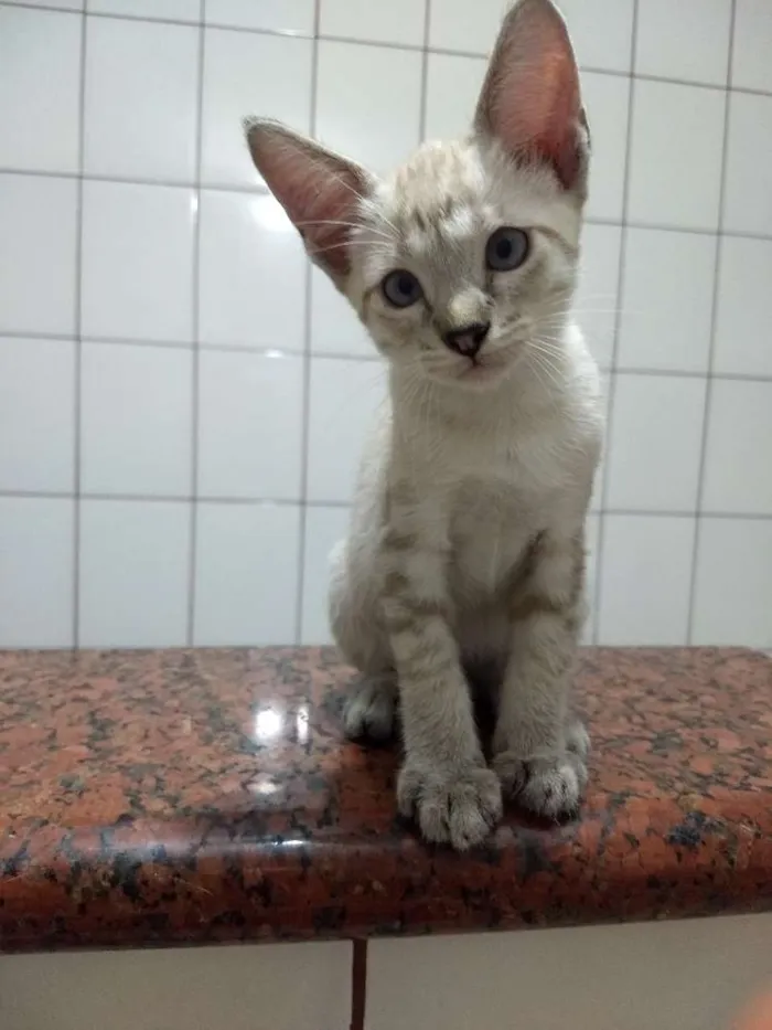 Gato ra a siames idade 2 a 6 meses nome Jay