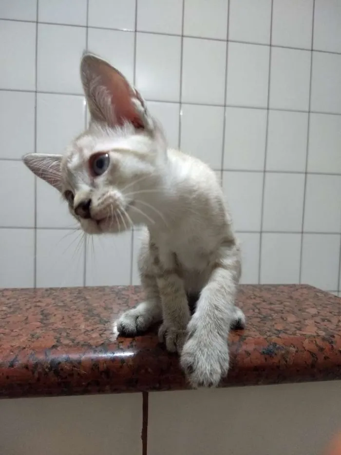 Gato ra a siames idade 2 a 6 meses nome Jay