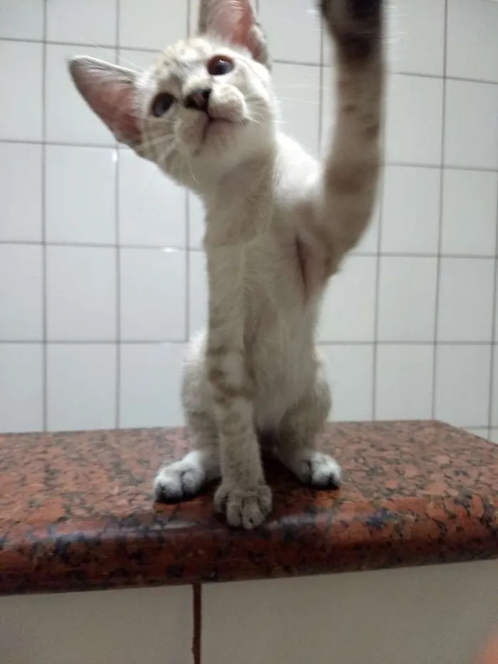 Gato ra a siames idade 2 a 6 meses nome Jay