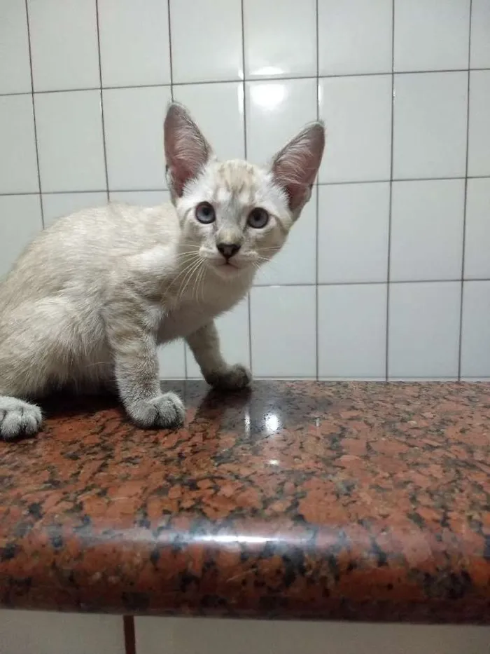 Gato ra a siames idade 2 a 6 meses nome Jay
