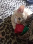 Gatinhos
