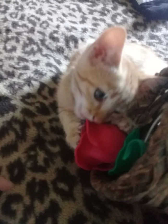 Gato ra a Gato idade Abaixo de 2 meses nome Gatinhos