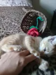 Gatinhos