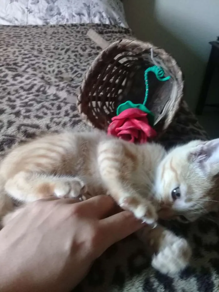 Gato ra a Gato idade Abaixo de 2 meses nome Gatinhos