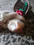 Gatinhos