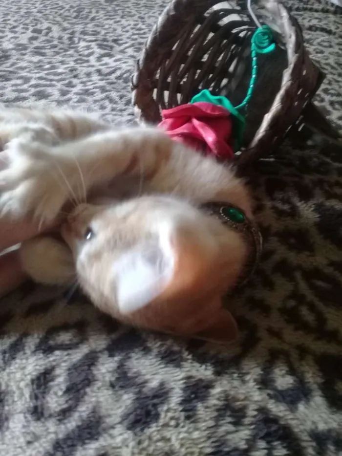 Gato ra a Gato idade Abaixo de 2 meses nome Gatinhos