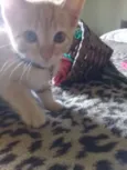 Gatinhos