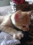 Gatinhos