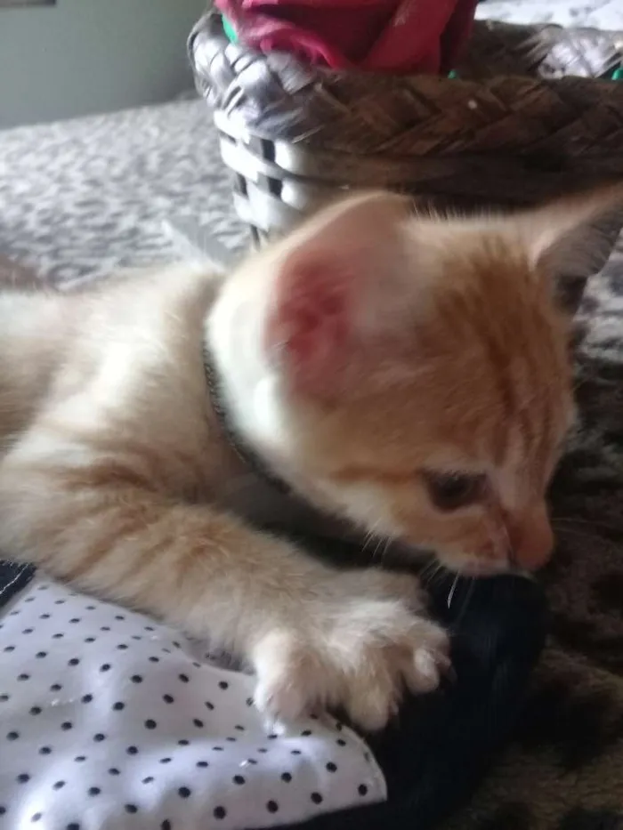 Gato ra a Gato idade Abaixo de 2 meses nome Gatinhos