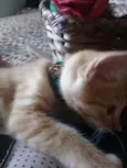 Gatinhos